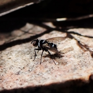 Trigonospila sp. (genus) at Cook, ACT - 25 Apr 2023