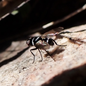 Trigonospila sp. (genus) at Cook, ACT - 25 Apr 2023