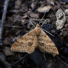 Scopula rubraria at Aranda, ACT - 27 Apr 2023