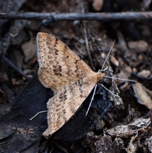 Scopula rubraria at Aranda, ACT - 27 Apr 2023