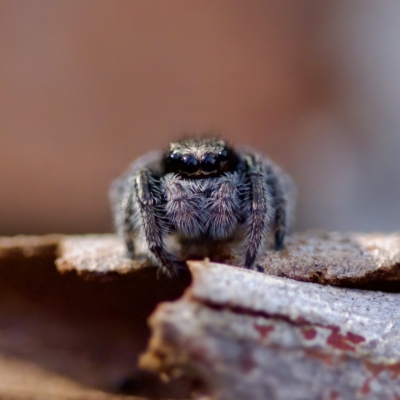 Salticidae (family) (Unidentified Jumping spider) at ANBG - 28 Apr 2023 by KorinneM