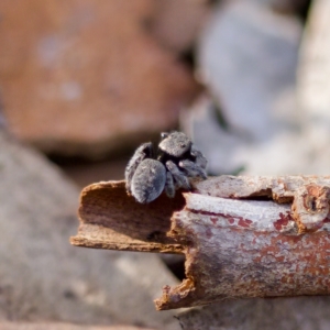 Salticidae (family) at Acton, ACT - 28 Apr 2023