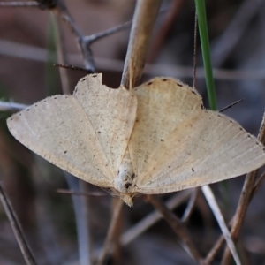 Scopula (genus) at Cook, ACT - 25 Apr 2023 05:05 PM