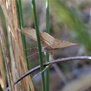 Scopula (genus) at Cook, ACT - 25 Apr 2023 05:05 PM