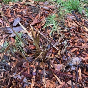 Cassinia quinquefaria at Hackett, ACT - 30 Apr 2023 10:22 AM