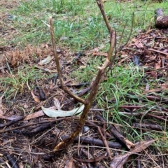 Cassinia quinquefaria at Hackett, ACT - 30 Apr 2023 10:22 AM