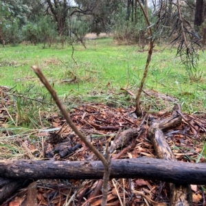 Cassinia quinquefaria at Hackett, ACT - 30 Apr 2023 10:22 AM