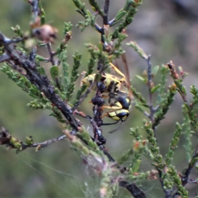 Vespula germanica (European wasp) at Cook, ACT - 27 Apr 2023 by CathB