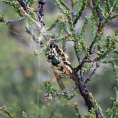 Vespula germanica at Cook, ACT - 27 Apr 2023 05:55 PM