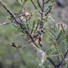 Vespula germanica at Cook, ACT - 27 Apr 2023 05:55 PM