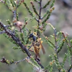 Vespula germanica at Cook, ACT - 27 Apr 2023 05:55 PM