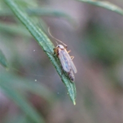 Chironomidae (family) (Non-biting Midge) at Aranda, ACT - 27 Apr 2023 by CathB