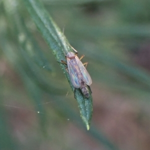 Chironomidae (family) at Aranda, ACT - suppressed