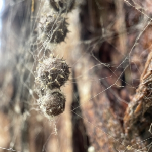 Celaenia sp. (genus) at Casey, ACT - 30 Apr 2023