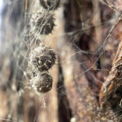 Celaenia sp. (genus) (False bird-poo spider) at Casey, ACT - 30 Apr 2023 by Hejor1