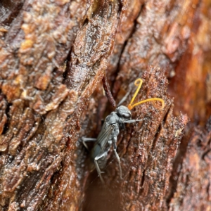 Fabriogenia sp. (genus) at Casey, ACT - 30 Apr 2023 01:43 PM