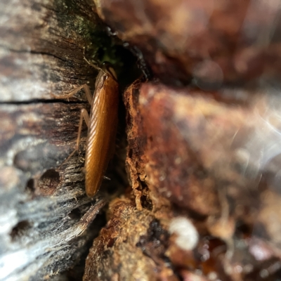 Robshelfordia circumducta (Shelford's Variable Cockroach) at Casey, ACT - 30 Apr 2023 by Hejor1