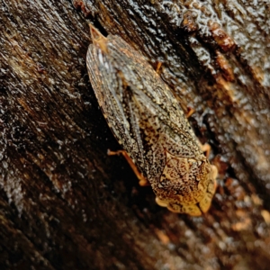 Stenocotis depressa at Casey, ACT - 30 Apr 2023