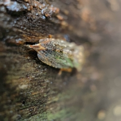 Stenocotis depressa at Casey, ACT - 30 Apr 2023