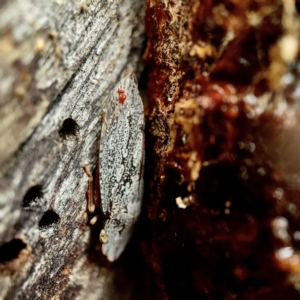 Stenocotis depressa at Casey, ACT - 30 Apr 2023