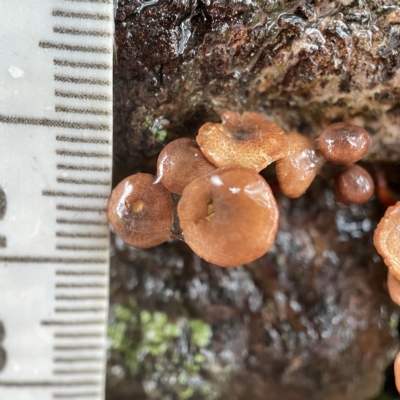 Unidentified Cap on a stem; gills below cap [mushrooms or mushroom-like] at Casey, ACT - 30 Apr 2023 by Hejor1