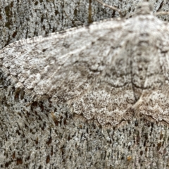 Psilosticha absorpta at Casey, ACT - 30 Apr 2023 01:09 PM