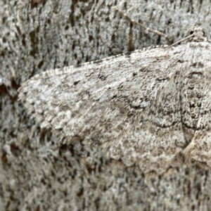 Psilosticha absorpta at Casey, ACT - 30 Apr 2023 01:09 PM