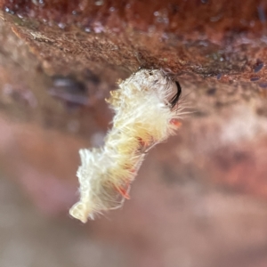 Trichiocercus sparshalli at Casey, ACT - 30 Apr 2023