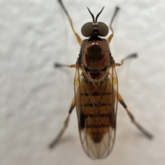 Australoactina sp. (genus) (Soldier fly) at Casey, ACT - 30 Apr 2023 by Hejor1