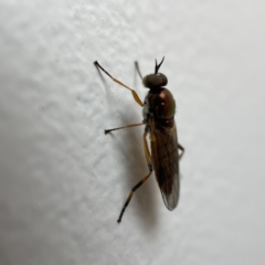 Australoactina sp. (genus) at Casey, ACT - 30 Apr 2023