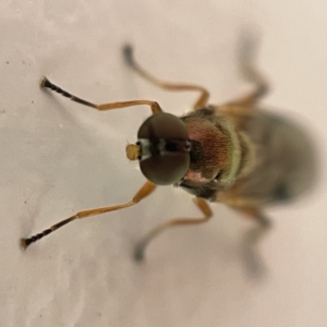 Australoactina sp. (genus) at Casey, ACT - 30 Apr 2023