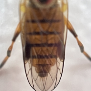 Australoactina sp. (genus) at Casey, ACT - 30 Apr 2023