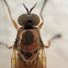 Australoactina sp. (genus) at Casey, ACT - 30 Apr 2023