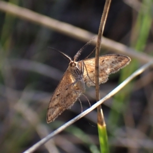 Scopula rubraria at Cook, ACT - 25 Apr 2023 04:57 PM