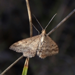 Scopula rubraria at Cook, ACT - 25 Apr 2023 04:57 PM