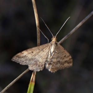 Scopula rubraria at Cook, ACT - 25 Apr 2023 04:57 PM