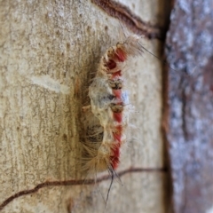 Trichiocercus sparshalli (Sparshall's Moth) at Molonglo Valley, ACT - 27 Apr 2023 by CathB