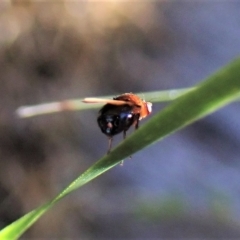 Sapromyza sp. (genus) (A lauxaniid fly) at Point 4081 - 22 Apr 2023 by CathB