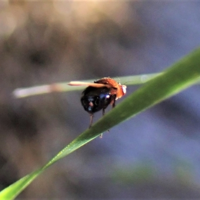 Sapromyza sp. (genus) (A lauxaniid fly) at Aranda, ACT - 22 Apr 2023 by CathB