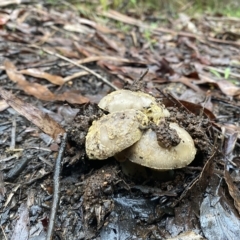 zz agaric (stem; gill colour unknown) at Marysville, VIC - 12 Apr 2023 by 1pepsiman