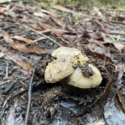 Unidentified Fungus at Marysville, VIC - 11 Apr 2023 by 1pepsiman