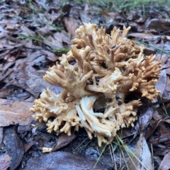 Ramaria sp. (A Coral fungus) at Marysville, VIC - 12 Apr 2023 by 1pepsiman