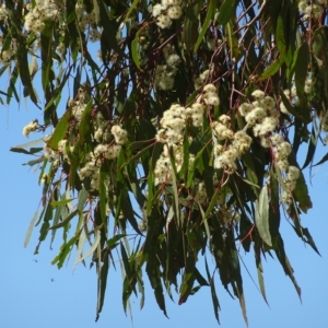 Eucalyptus bridgesiana at National Arboretum Forests - 27 Apr 2023 01:20 PM