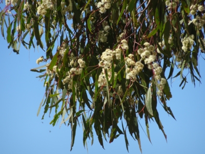 Eucalyptus bridgesiana (Apple Box) at National Arboretum Forests - 27 Apr 2023 by AndyRussell