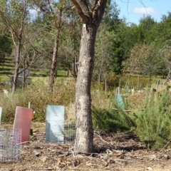 Eucalyptus bridgesiana at National Arboretum Forests - 27 Apr 2023 01:20 PM