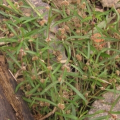 Alternanthera denticulata (Lesser Joyweed) at Melba, ACT - 1 Apr 2023 by pinnaCLE