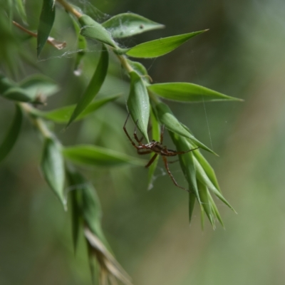 Oxyopes sp. (genus) (Lynx spider) at Greenleigh, NSW - 15 Jan 2023 by LyndalT