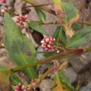 Persicaria decipiens at Melba, ACT - 1 Apr 2023 12:08 PM