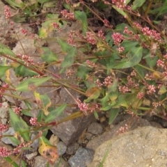 Persicaria decipiens at Melba, ACT - 1 Apr 2023