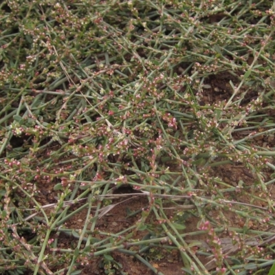 Polygonum aviculare (Wireweed) at Flynn, ACT - 2 Apr 2023 by pinnaCLE